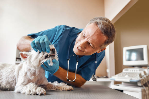 Best Emergency Dental Care for Trauma or Injury in Shell Lake, WI